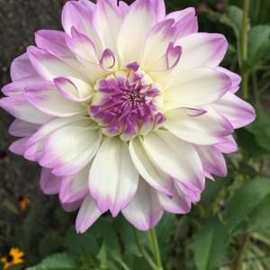 Meet your Posher, Marjorie